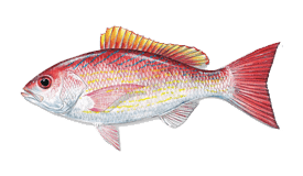 Vermilion snapper illustration